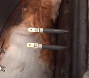 Come sostituire la resistenza grill di in un forno elettrico